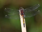 Gevlekte Witsnuitlibel - Large White-faced Darter