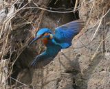 IJsvogel - Common Kingfisher