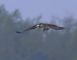 Visarend - Osprey