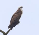 Visarend - Osprey