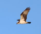 Visarend - Osprey