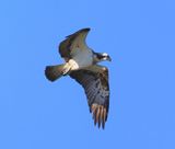 Visarend - Osprey