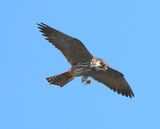 Boomvalk - Eurasian Hobby
