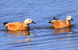 Casarcas - Ruddy Shelducks