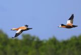 Casarcas - Ruddy Shelducks
