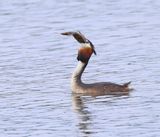 Fuut - Great Crested Grebe