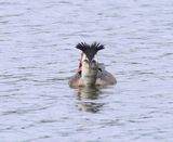 Fuut - Great Crested Grebe