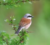 Grauwe Klauwier - Red-backed Shrike