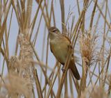 Grote Karekiet - Great Reed Warbler