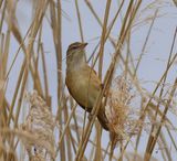Grote Karekiet - Great Reed Warbler