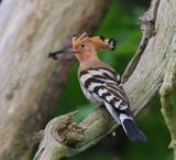 Hop - Eurasian Hoopoe