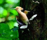 Hop - Eurasian Hoopoe