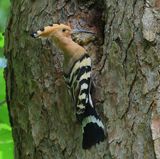 Hop - Eurasian Hoopoe