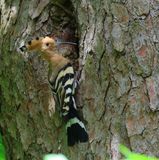 Hop - Eurasian Hoopoe