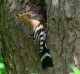 Hop - Eurasian Hoopoe