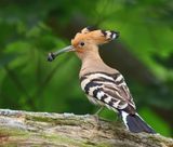 Hop - Eurasian Hoopoe