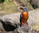 IJsvogel - Common Kingfisher