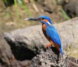 IJsvogel - Common Kingfisher