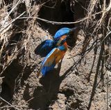 IJsvogel - Common Kingfisher