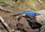 IJsvogel - Common Kingfisher