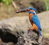 IJsvogel - Common Kingfisher