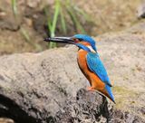 IJsvogel - Common Kingfisher