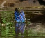 IJsvogel - Common Kingfisher