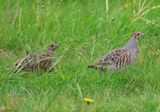 Patrijs - Grey Partridge
