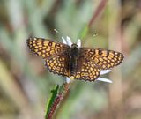 Veldparelmoervlinder - Glanville Fritillary
