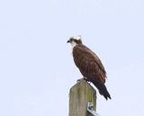 Visarend - Osprey