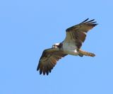Visarend - Osprey