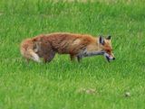 Vos - Fox