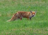 Vos - Fox