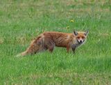 Vos - Fox