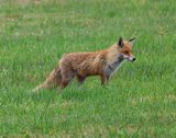 Vos - Fox