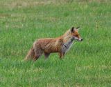 Vos - Fox