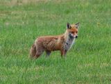 Vos - Fox