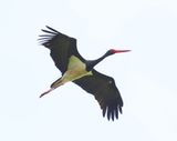 Zwarte Ooievaar - Black Stork