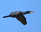 Aalscholver - Great Cormorant
