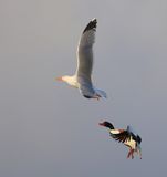 Bergeend - Common Shelduck