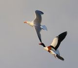 Bergeend - Common Shelduck
