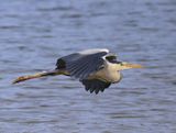 Blauwe Reiger - Grey Heron