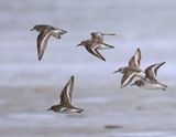 Drieteenstrandlopers - Sanderlings