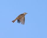 Graspieper - Meadow Pipit