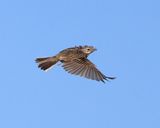 Graspieper - Meadow Pipit