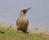 Groene Specht - European Green Woodpecker