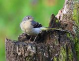 Grote Gele Kwikstaart - Grey Wagtail