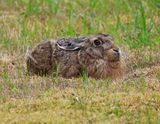 Haas - Hare
