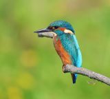 IJsvogel - Common Kingfisher