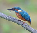 IJsvogel - Common Kingfisher
